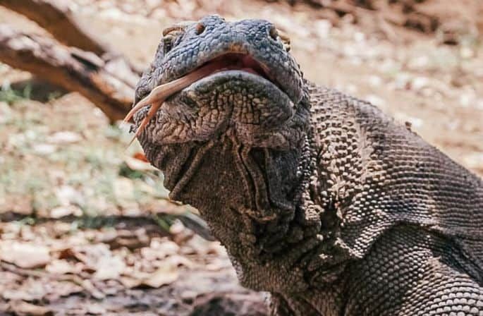 open trip labuan bajo,phinisi labuan bajo,komodo tour,komodo tour packages,komodo tour 3 days 2 nights,komodo island tour price,komodo island tour from bali,fullday tour komodo,one day komodo tour from ayana
