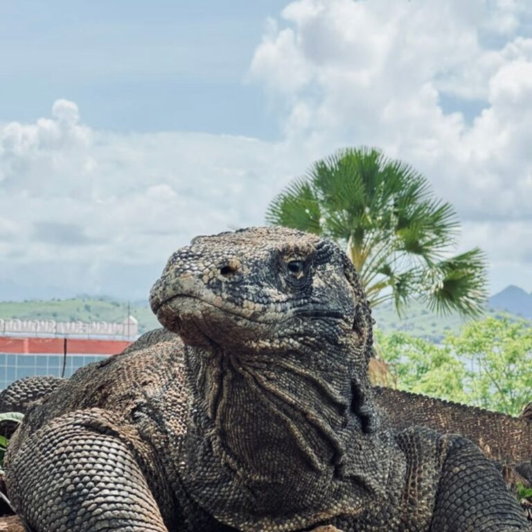 komodo national park fee,komodo entrance fee