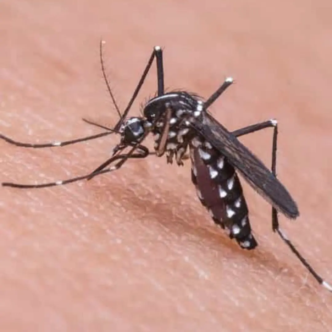 malaria in labuan bajo and flores island