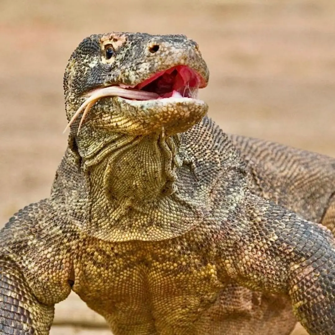 Private Trip Komodo