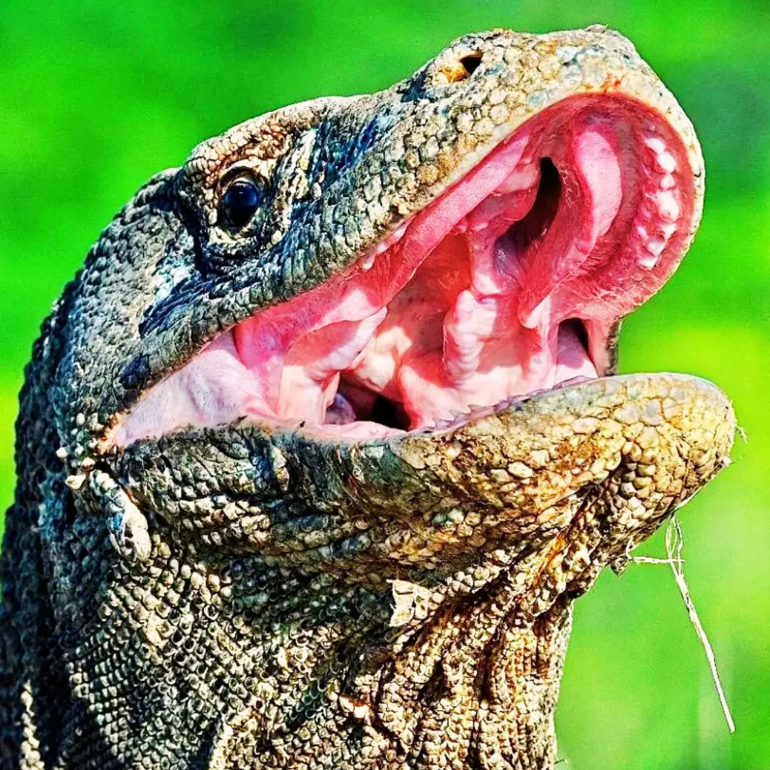 komodo tour 2 days 1 nights,komodo island tour,komodo dragon,phinisi labuan bajo