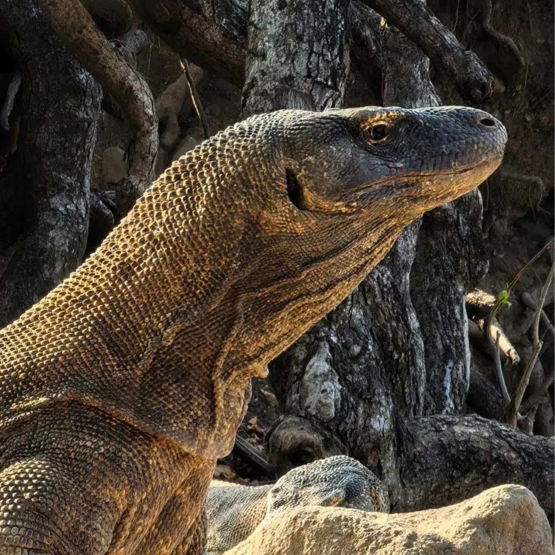 open trip labuan bajo,komodo island tour,komodo dragon,phinisi labuan bajo