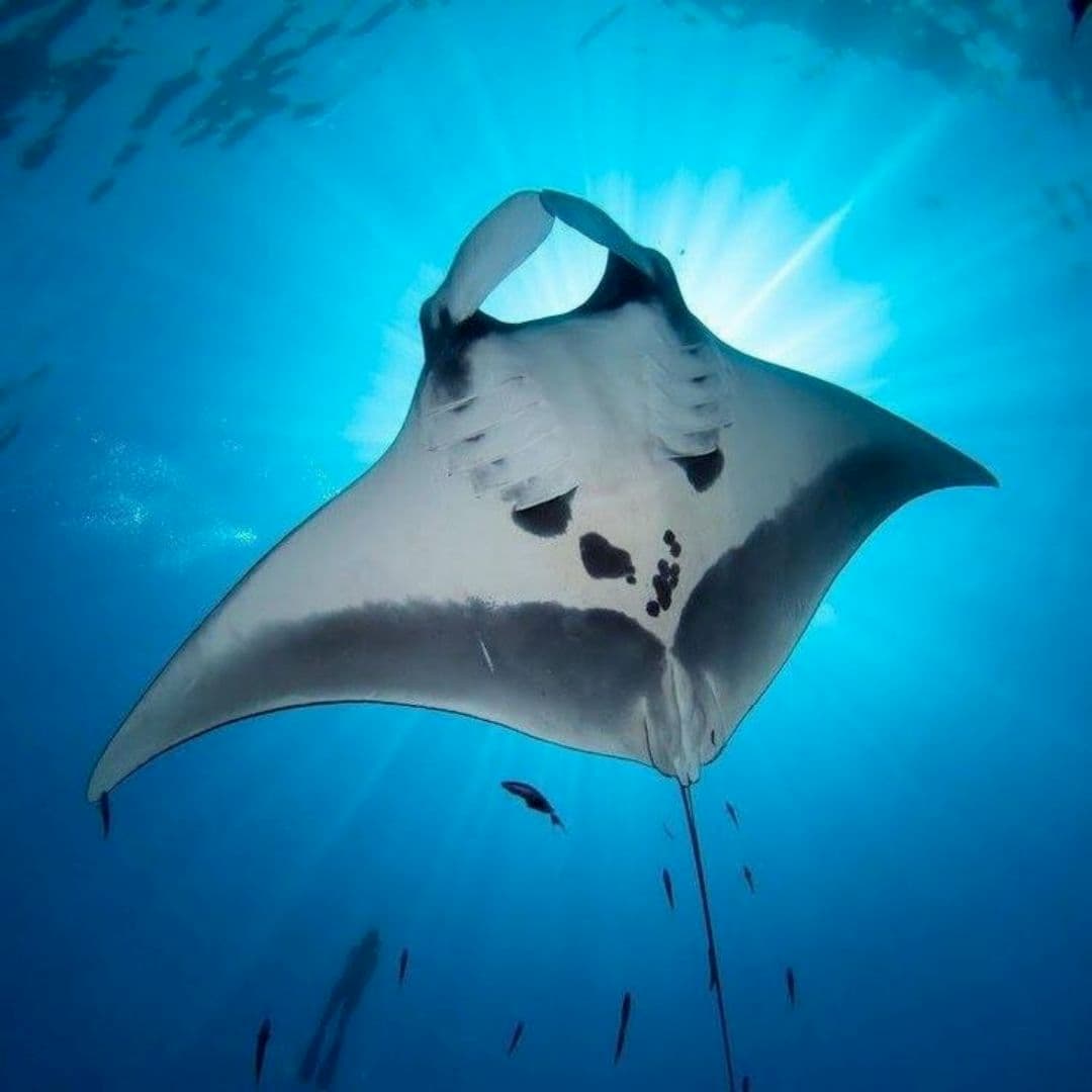 Manta Point