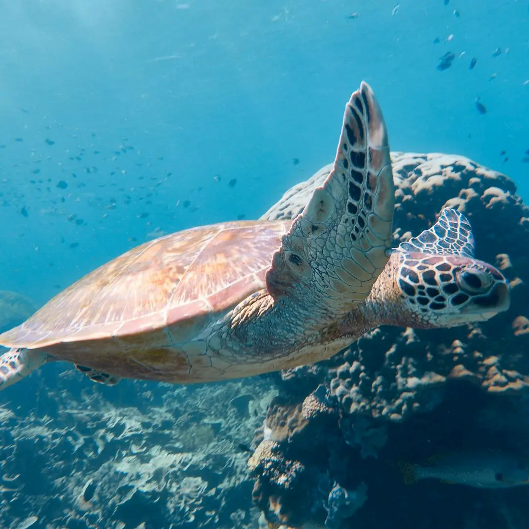 komodo tour 4 days 4 nights,komodo island tour 4d3n