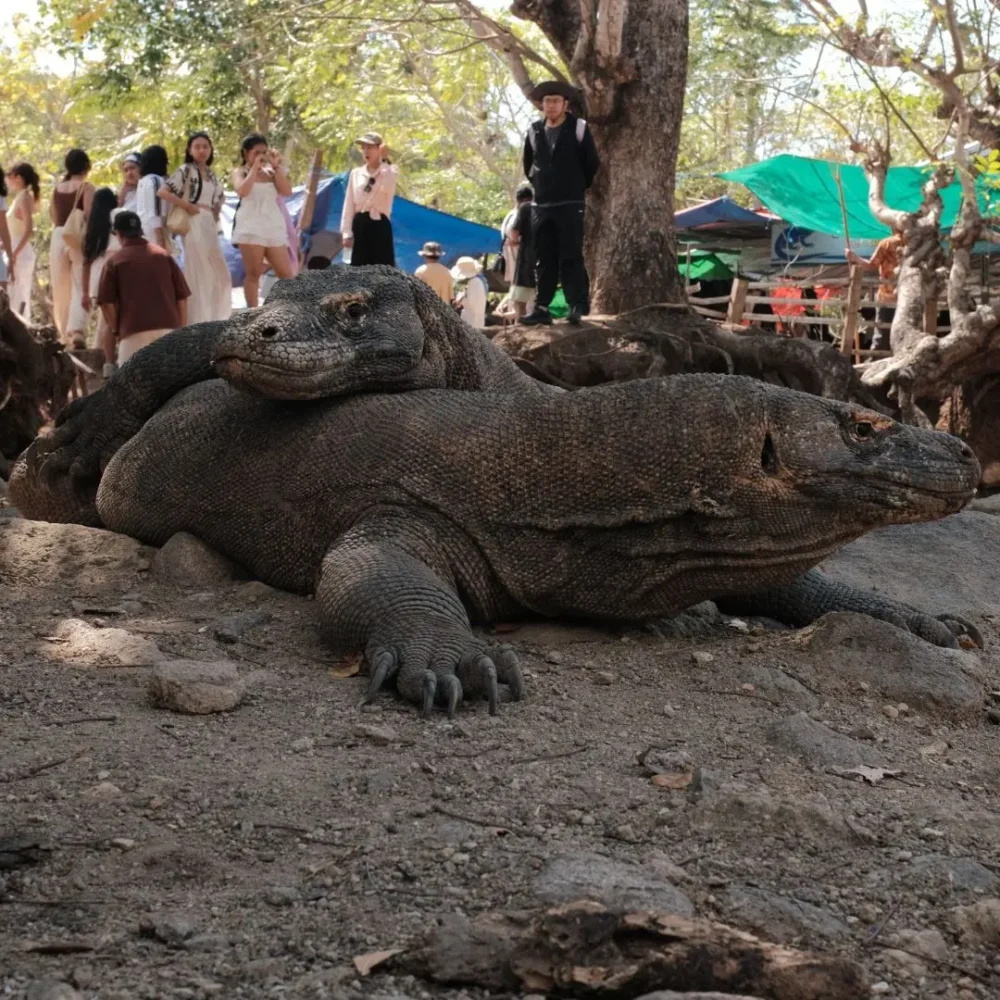 Komodo Village for cruise ship passengers,visiting komodo village from cruise ship