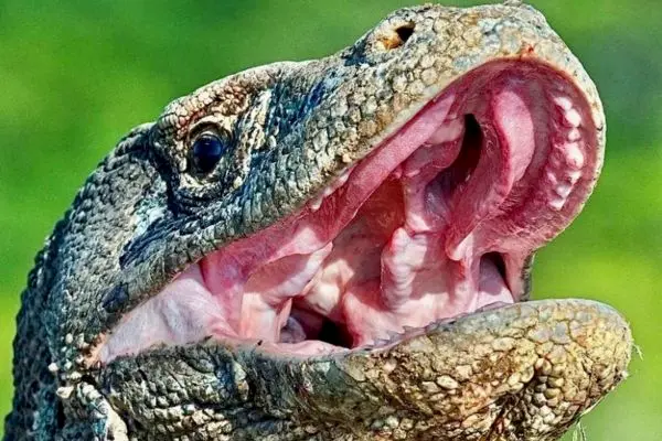 Open Trip Komodo Labuan Bajo,open trip komodo 3d2n,open trip komodo,komodo boat tour,komodo tour package,phinisi labuan bajo