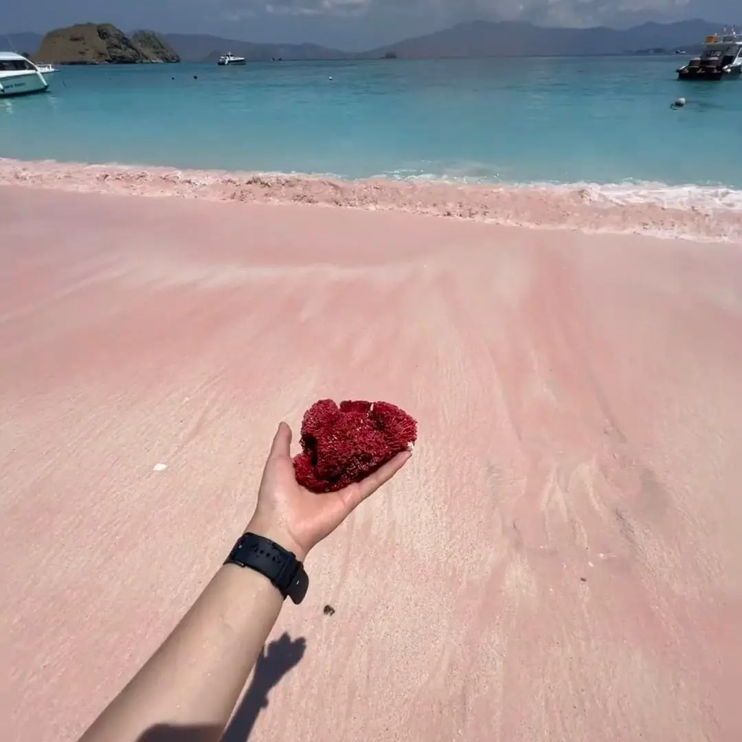 10 Questions to Ask Before Booking an Open Trip Komodo